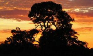 Iniciais de até R$ 12 mil no Concurso TRT MT